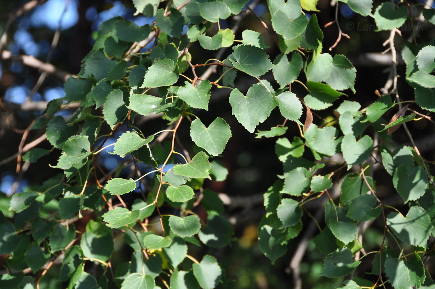 Изображение особи Tilia mongolica.