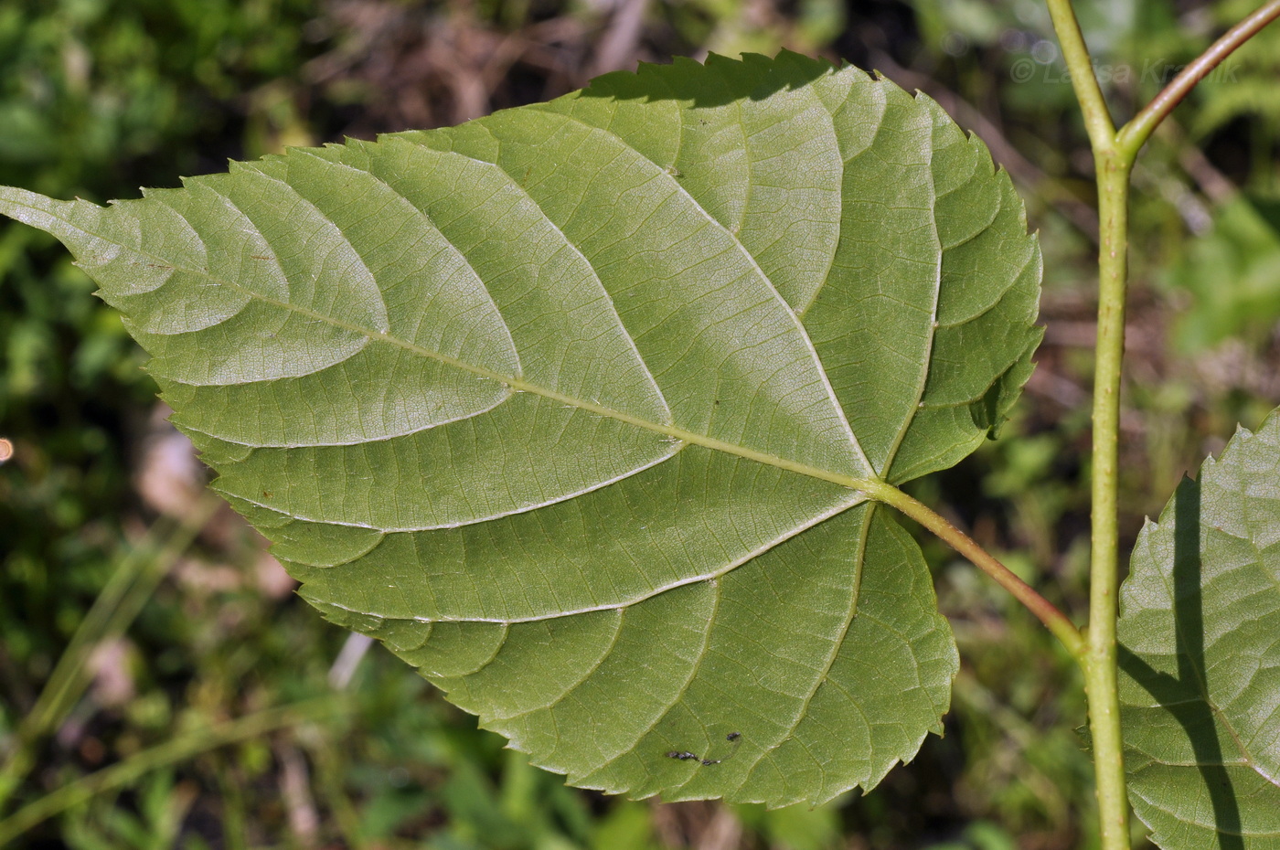 Изображение особи Tilia amurensis.