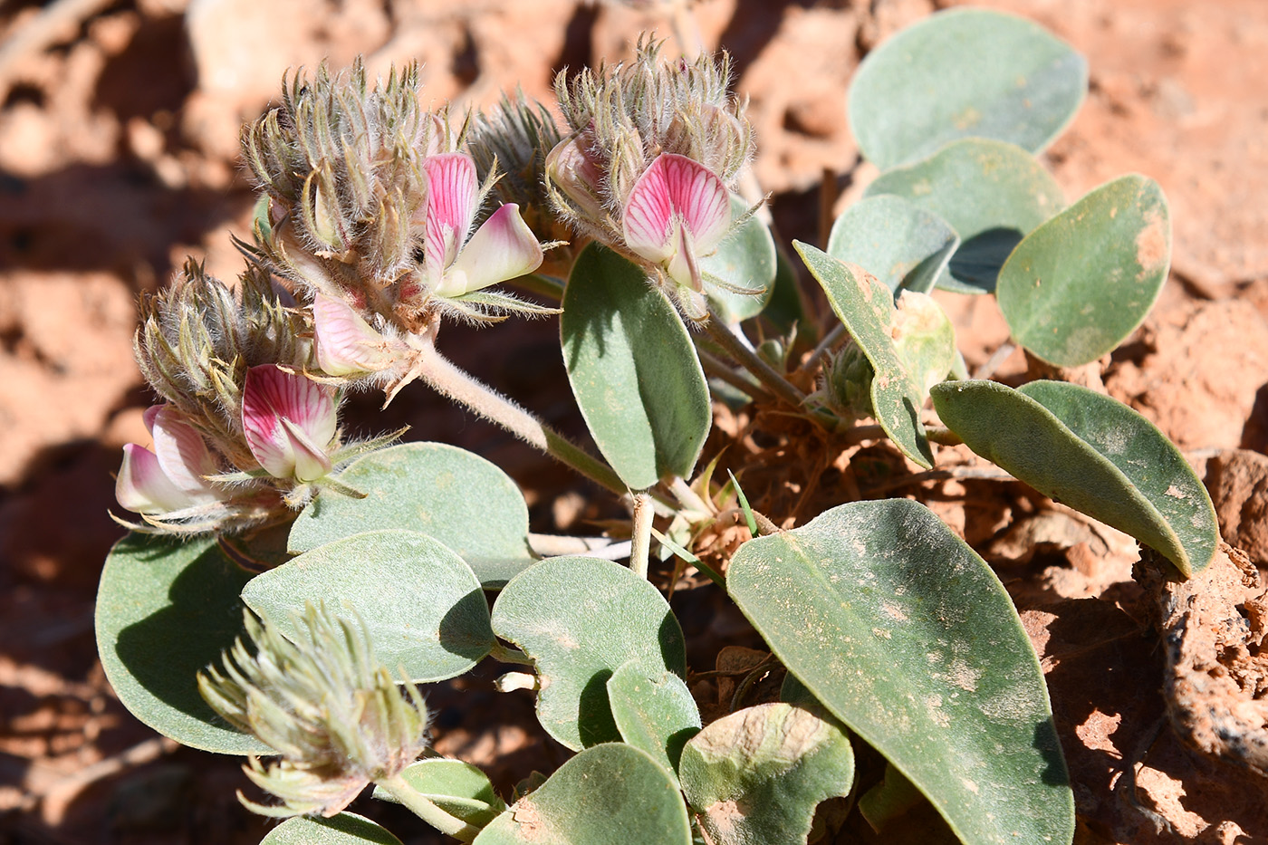 Image of Hedysarum plumosum specimen.