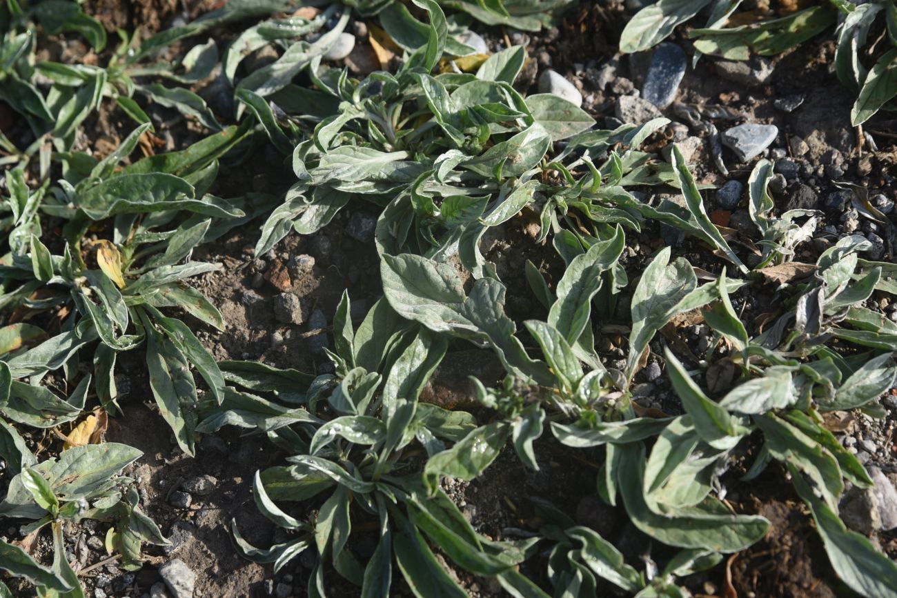 Image of Convolvulus lineatus specimen.