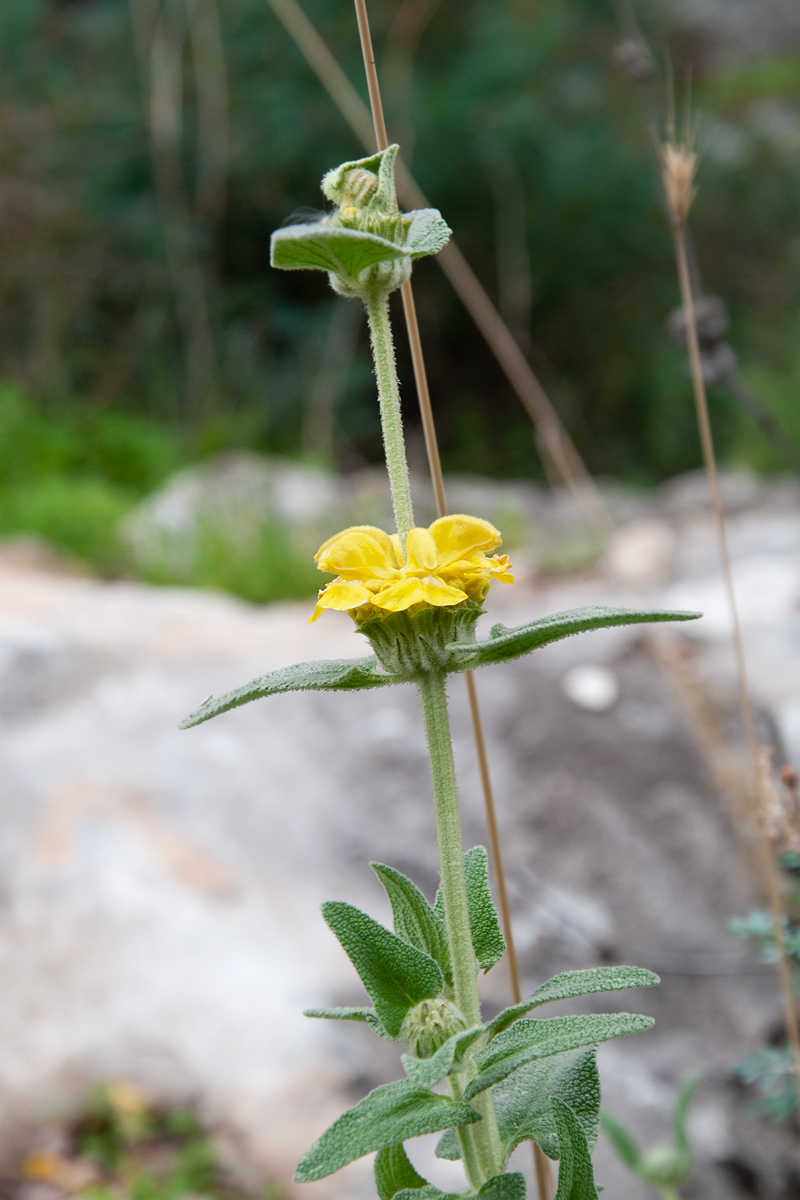 Изображение особи Phlomis lycia.