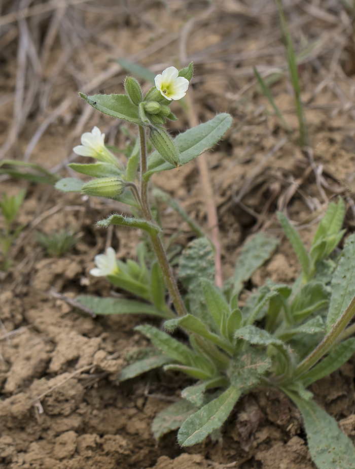 Image of Nonea lutea specimen.