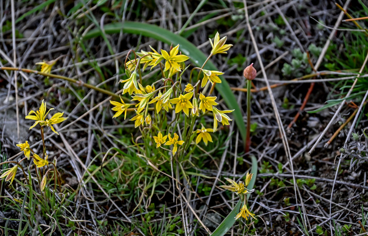 Image of genus Gagea specimen.