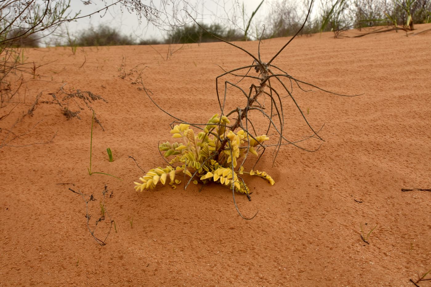 Изображение особи Astragalus lehmannianus.