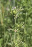 Geranium dissectum. Верхушка побега с незрелыми плодами. Испания, Каталония, пров. Жирона, комарка Баш Эмпорда, муниципалитет Пальс, обочина полевой дороги между заливными полями. 23.04.2026.