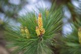 Pinus densiflora. Верхушка побега с микростробилами. Приморский край, п-ов Гамова, мыс Теляковского. 17.05.2026.