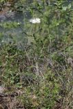 Orlaya grandiflora. Цветущее растение. Крым, Севастополь, Байдарская дол., окр. с. Широкое, Чернореченский каньон. 06.06.2026.