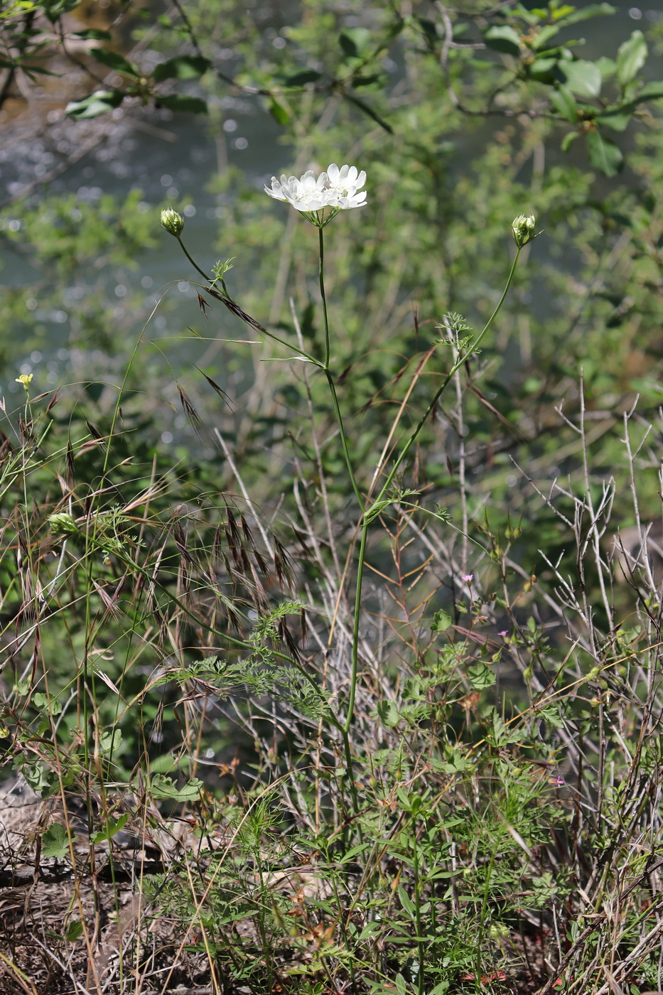 Image of Orlaya grandiflora specimen.