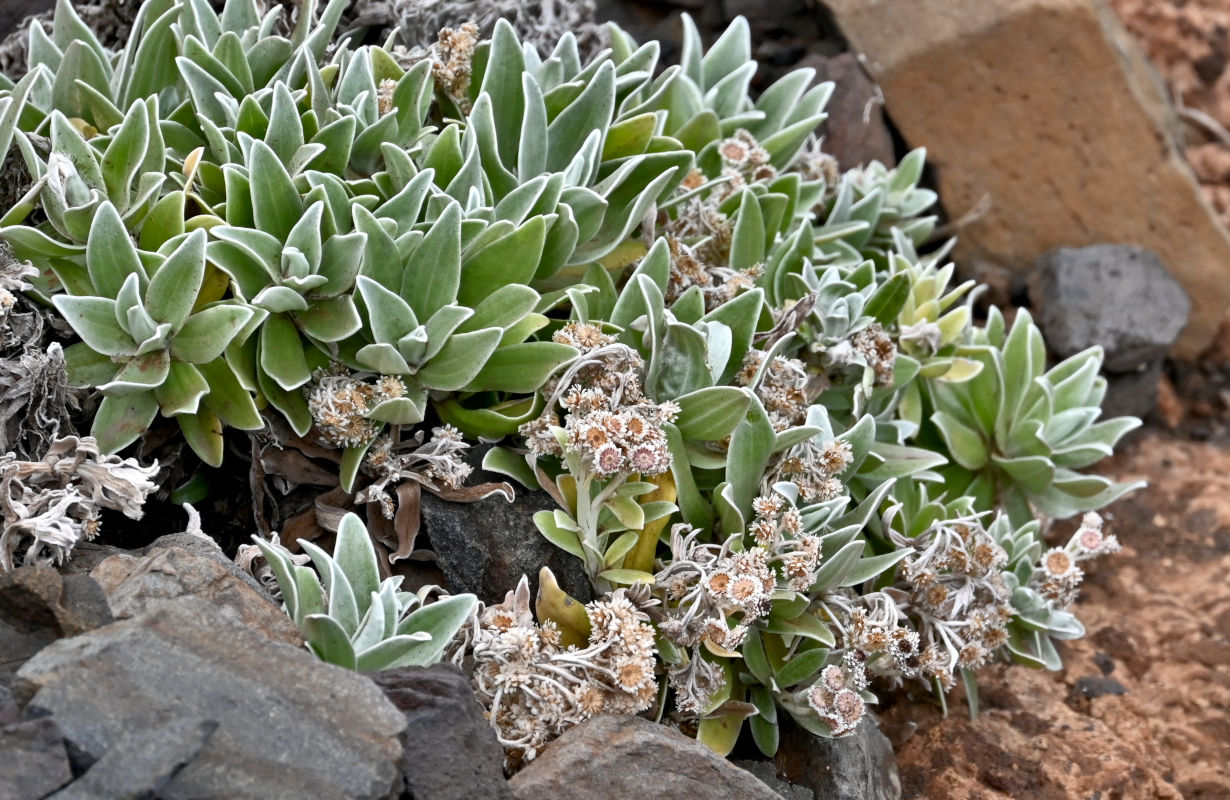 Изображение особи род Helichrysum.
