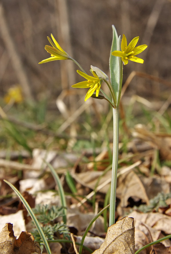 Image of Gagea nakaiana specimen.