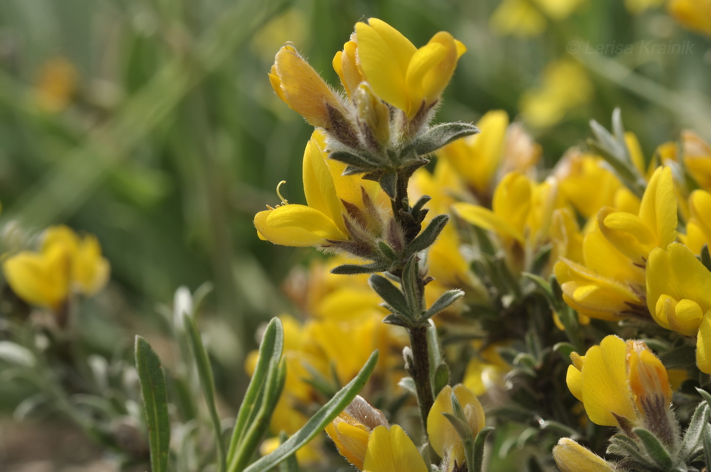 Image of Genista albida specimen.