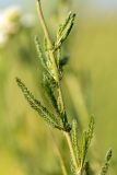 genus Achillea. Часть побега. Ростовская обл., Зерноградский р-н, окр. хут. Заполосный, степной склон. 07.06.2026.