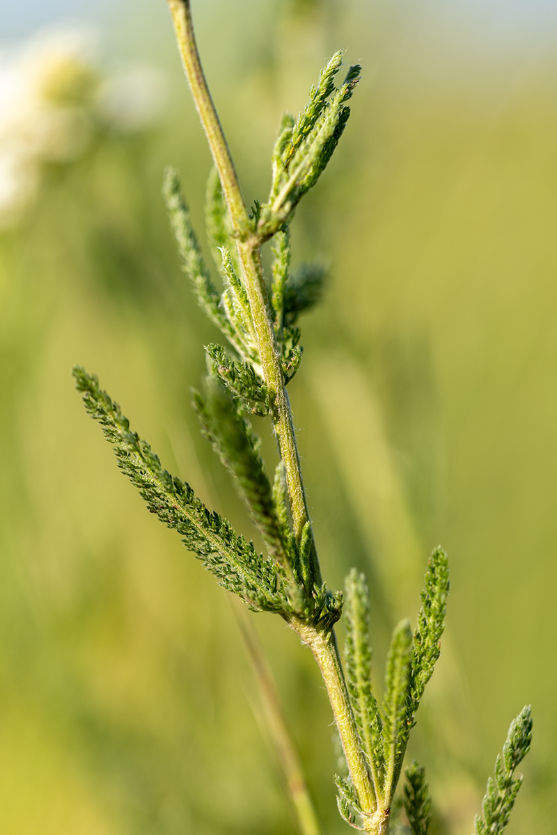 Image of genus Achillea specimen.