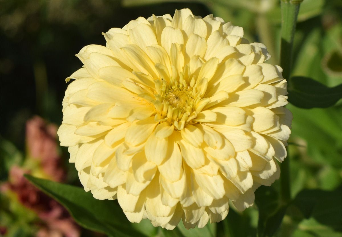 Изображение особи Zinnia elegans.