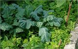Brassica oleracea