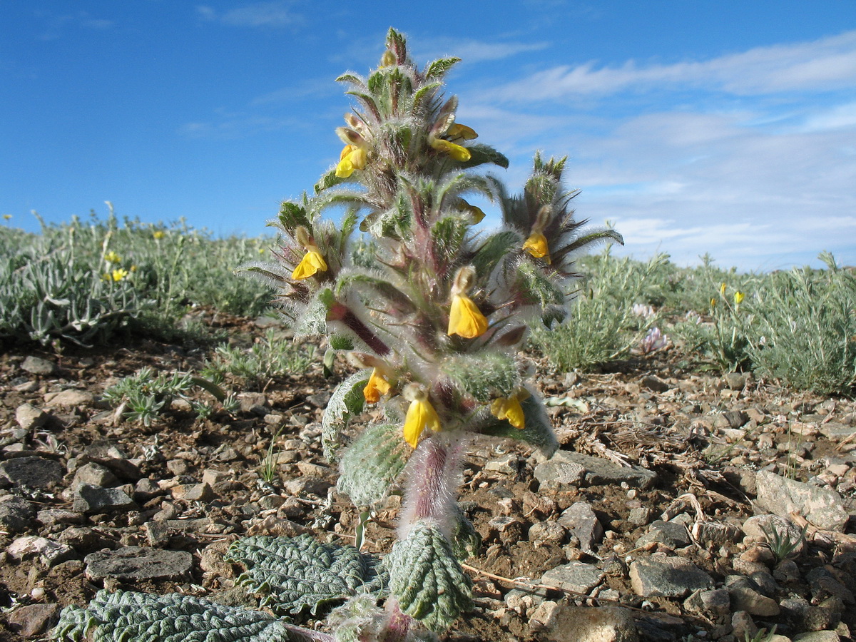 Image of Paraeremostachys dshungarica specimen.
