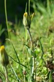 genus Tragopogon. Верхушка растения с развивающимся соцветием. Турция, ил Артвин, р-н Юсуфели, окр. дер. Дамлаташ, выс. 1925 м н.у.м., луг. 13 июня 2026 г.
