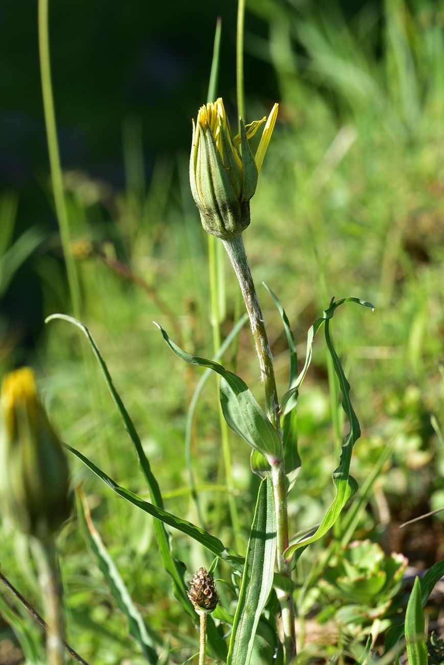 Image of genus Tragopogon specimen.