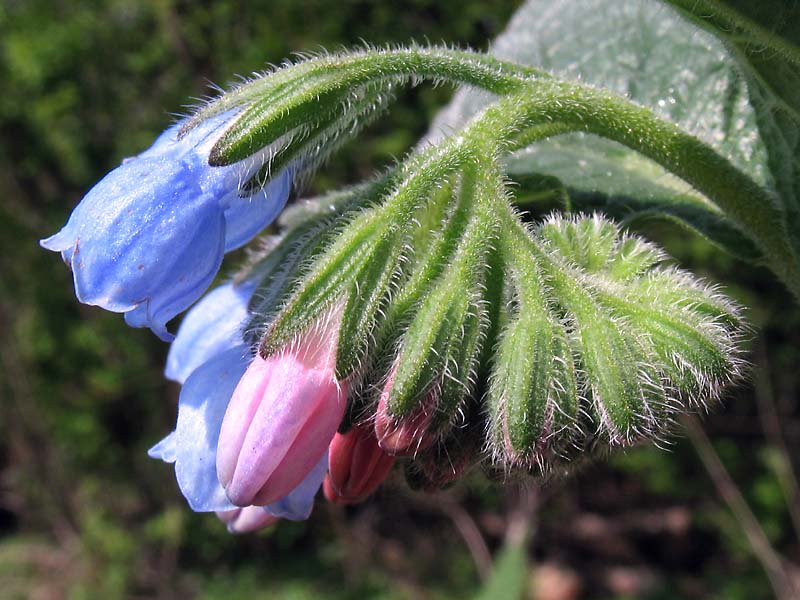 Image of Symphytum caucasicum specimen.