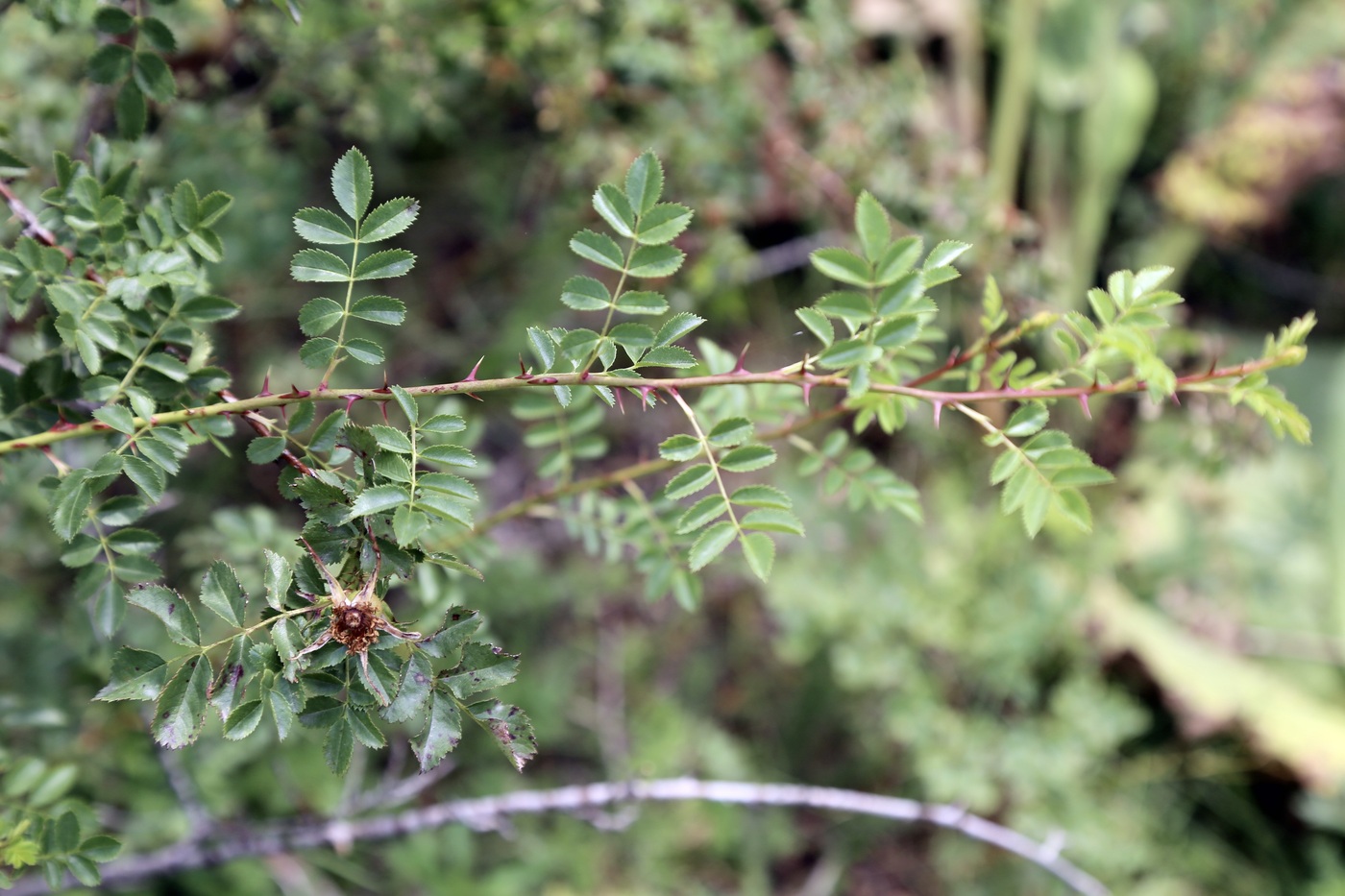 Изображение особи Rosa platyacantha.