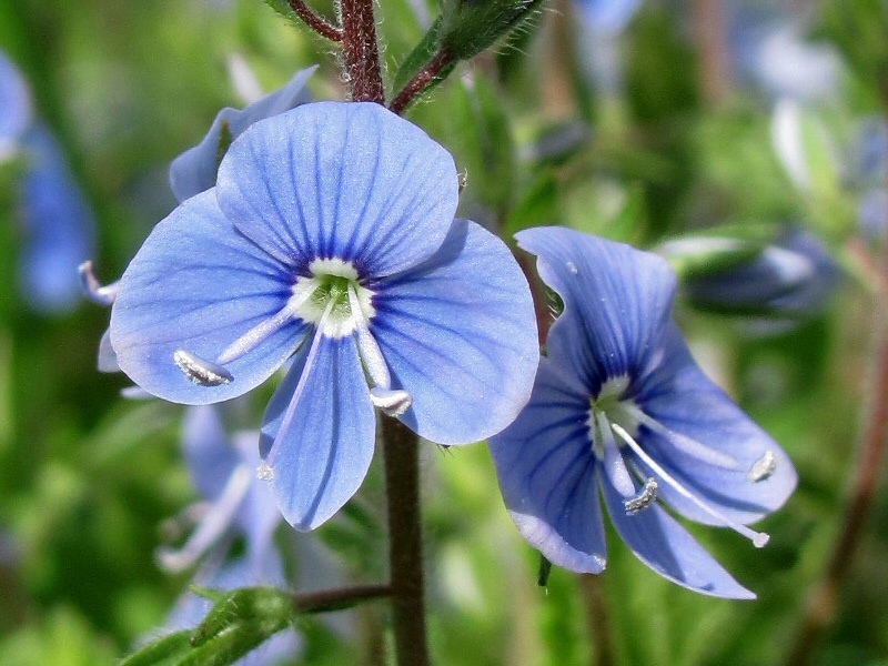 Image of Veronica chamaedrys specimen.