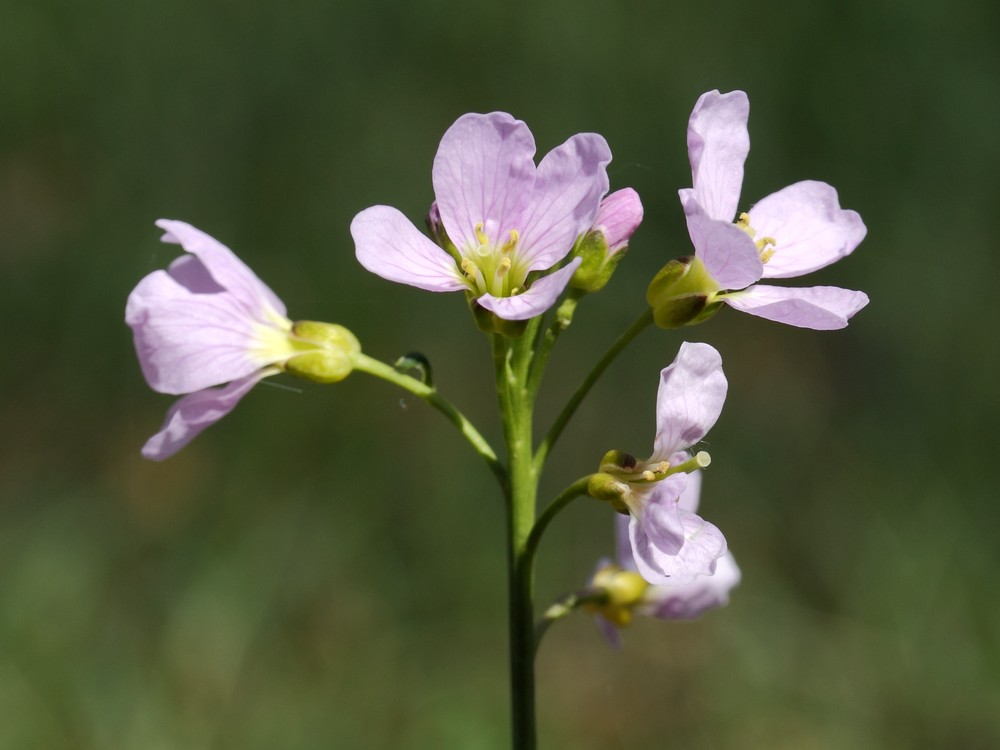 Изображение особи Cardamine pratensis.