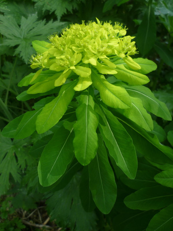 Изображение особи Euphorbia pilosa.