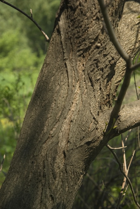 Изображение особи Pterocarya fraxinifolia.