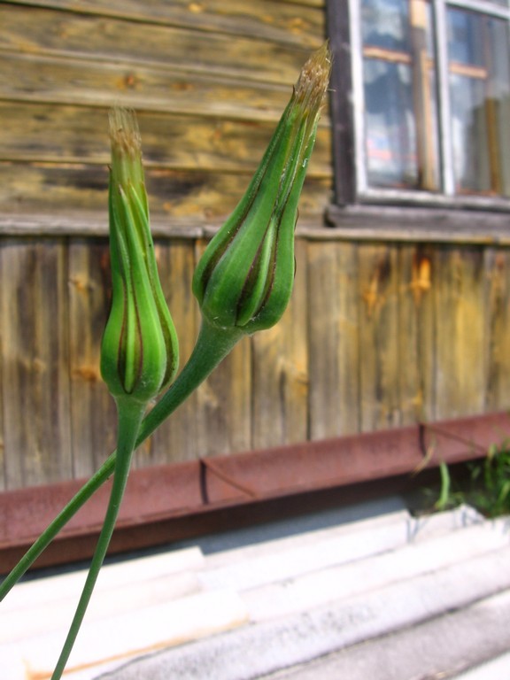 Изображение особи Tragopogon dubius ssp. major.