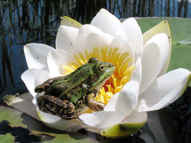 Изображение особи Nymphaea candida.