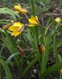 genus Tulipa