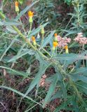 genus Hieracium. Средняя часть побега с пазушными соцветиями. Украина, Донецкая обл., Горловка, склон рекультивированного террикона. 6 августа 2011 г.