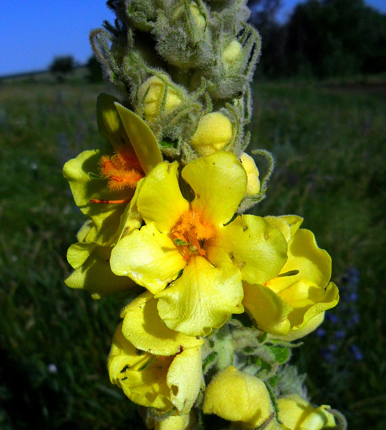 Image of Verbascum ovalifolium specimen.