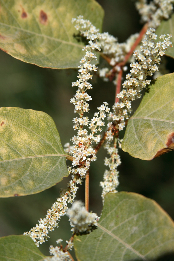 Изображение особи Reynoutria japonica.