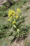 genus Ferula. Цветущее растение на горном склоне. Таджикистан, восточные склоны гор Санглак, 1300 м. н.у.м. 24.04.2011.