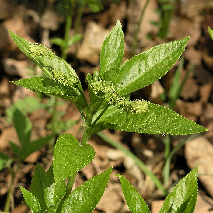 Image of Mercurialis perennis specimen.