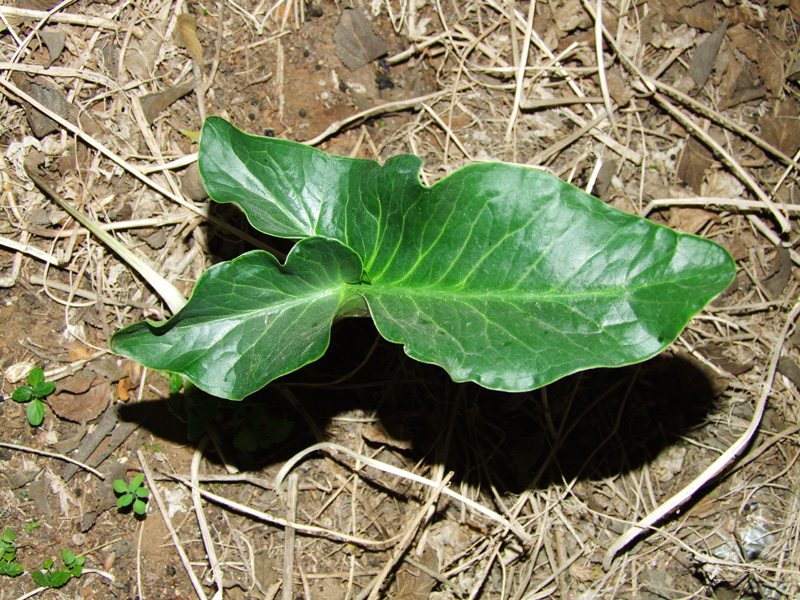 Изображение особи Arum dioscoridis.