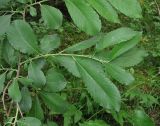 Salix aurita L. × Salix dasyclados