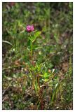 Trifolium pratense