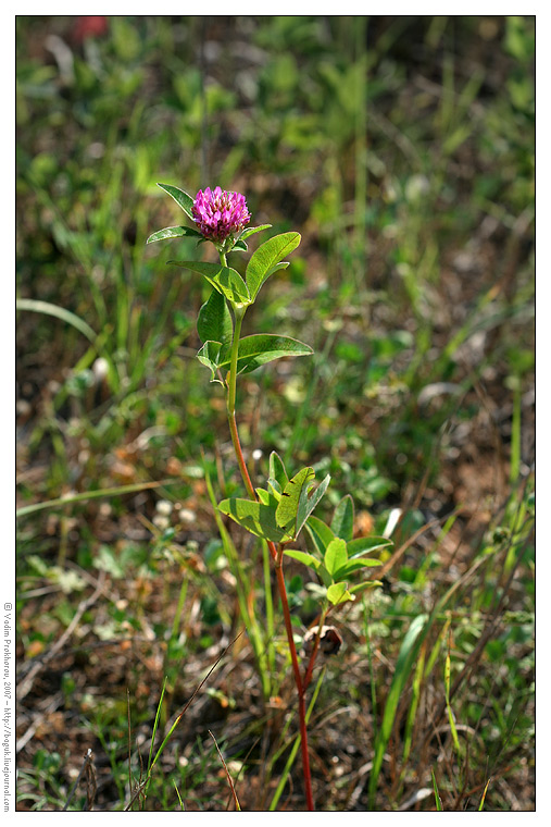 Изображение особи Trifolium pratense.