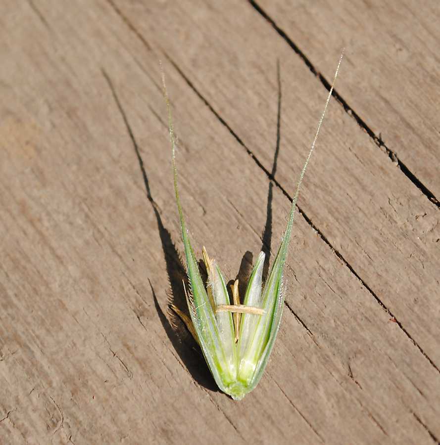Image of Secale cereale specimen.