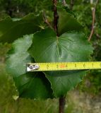 genus Betula