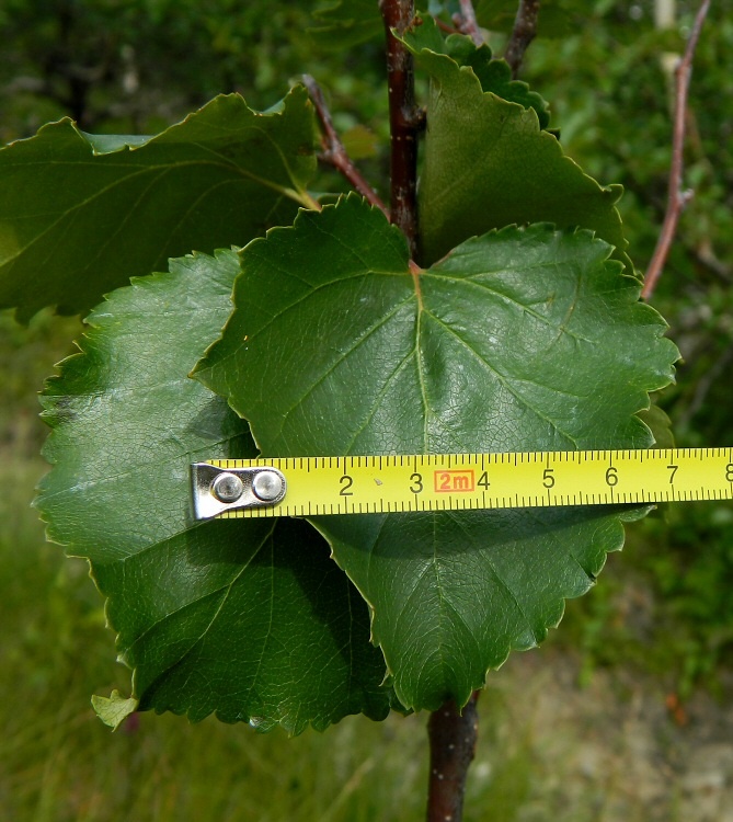 Image of genus Betula specimen.