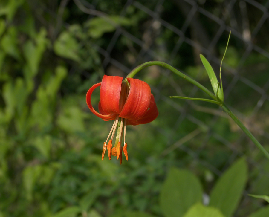 Image of Lilium callosum specimen.