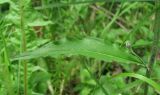 Hieracium vulgatum