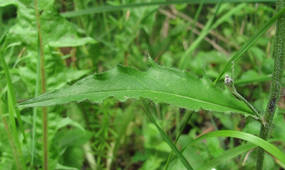 Image of Hieracium vulgatum specimen.