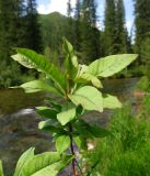 Trientalis arctica