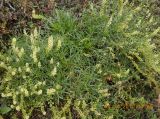 Reseda lutea. Цветущее растение. Ставропольский край, район КавМинВод, окр. ж.д. ст. Подкумок, склоны Боргустанского хр., на обочине грунтовой дороги. 02.10.2010.