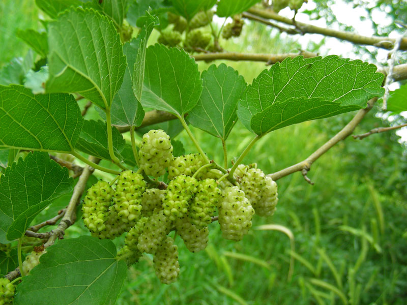 Изображение особи Morus alba.