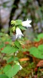 Campanula alliariifolia